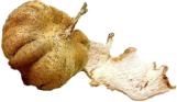 Pueraria Mirifica Tuber White kwao krua kao krua kao
