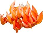 Butea Superba Flower Red Kwao Krua Kwao Krua Kao